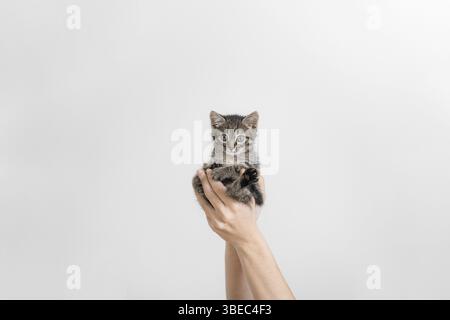 Beau chaton gris tabby dans les mains. Petit chat à fourrure sur fond de mur blanc. Main tenant bébé animal. Concept vétérinaire. Banque D'Images