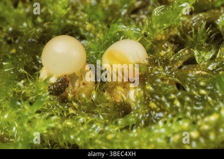 Champignon de l’étoile filante (Sphaerobolus stellatus) Banque D'Images