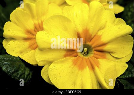 Gros plan de fleurs de primula jaunes avec des centres orange et des feuilles vertes, sur fond noir, Odessa, Ukraine, Europe Banque D'Images