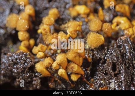 Plumeau jaune pseudo-capillaire (Hemitrichia clavata) Banque D'Images