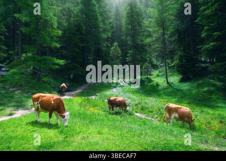 Vaches brunes et blanches qui paissent sur une prairie verte vibrante remplie de fleurs sauvages jaunes dans la forêt verte dans les montagnes alpines. Drôles de vaches mignonnes dans Dolomite Banque D'Images