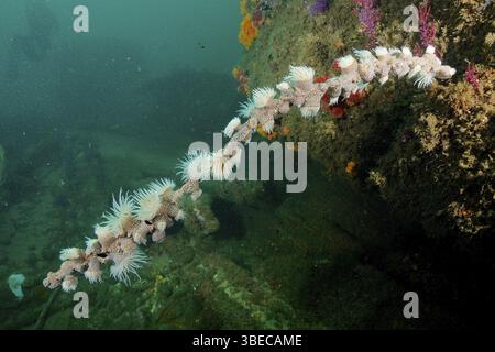 Anémone de tigre (Nemanthus annamensis) Banque D'Images