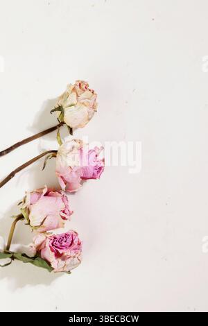 roses sur un fond clair Banque D'Images