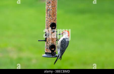 Pic à ventre rouge, Melanerpes carolinus, famille des Picidae, mangeant des graines à la mangeoire des oiseaux Banque D'Images