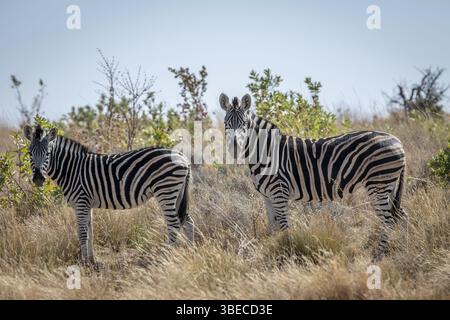 Zèbres debout dans les hautes herbes dans la réserve de chasse Welgevonden, Afrique du Sud, Afrique Banque D'Images