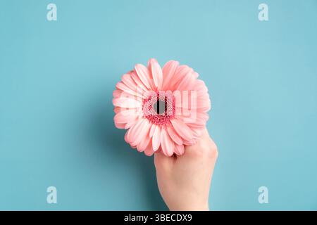 Main femelle tenant une fleur de gerbera rose sur fond turquoise. Plan d'appartement, vue du dessus. Banque D'Images
