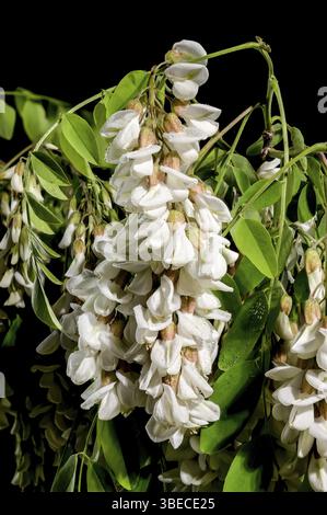 Belles fleurs florissantes de l'arbre d'acacia blanc sur un fond noir. Gros plan de tête de fleur, Odessa, Ukraine, Europe Banque D'Images