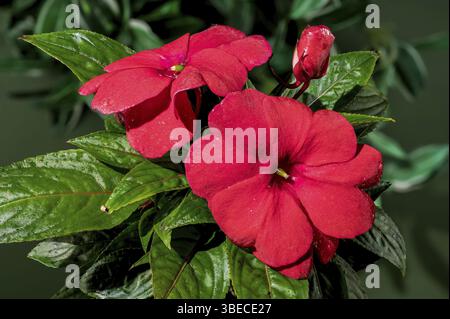 Belles fleurs de hawkeri rouges impatiens florissantes sur un fond de feuilles vertes. Gros plan de tête de fleur, Odessa, Ukraine, Europe Banque D'Images