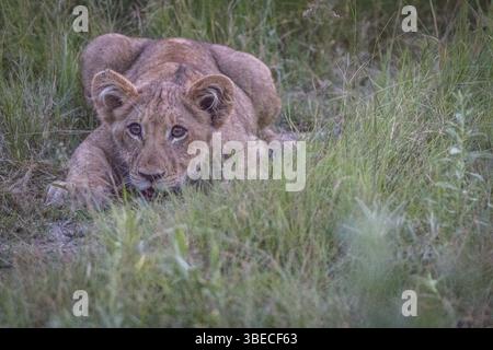 Un petit lion jouant dans l'herbe dans le delta de l'Okavango, Botswana, Afrique Banque D'Images
