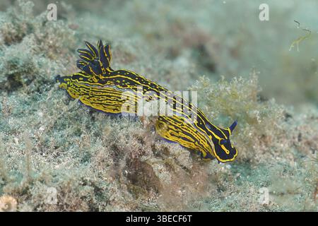 Escargot étoilé jaune-violet (Felimare Picta) Banque D'Images