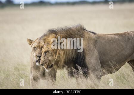 Couple de Lions dans l'herbe haute dans le Khalahari central, Botswana, Afrique Banque D'Images