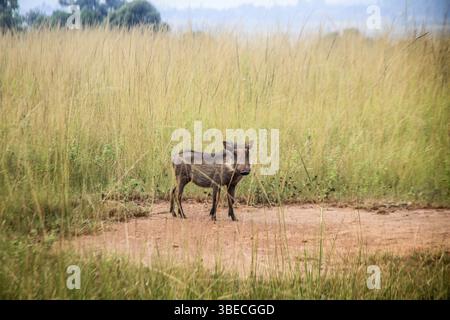 Phacochère en vedette à la caméra dans le parc national Kruger, Afrique du Sud, Afrique Banque D'Images