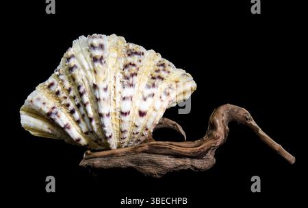 Gros plan d'un hippopus hippopus, également connu sous le nom de palourde de sabot de cheval, avec sa coquille striée distinctive avec des motifs violets et orange, placé dessus Banque D'Images