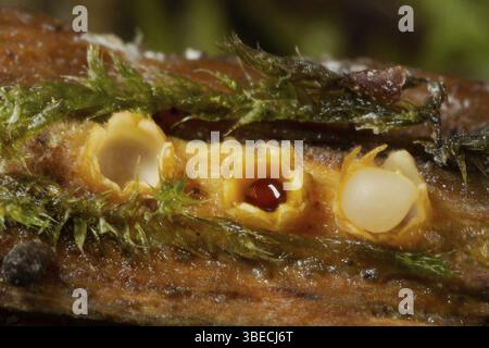 Champignon de l’étoile filante (Sphaerobolus stellatus) Banque D'Images