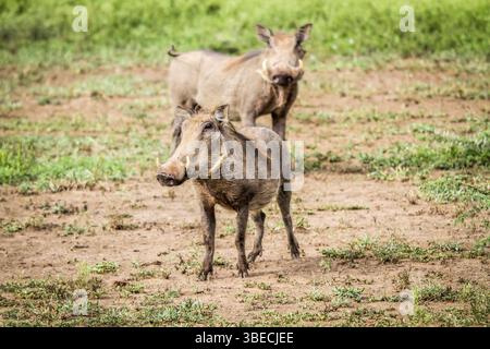 Phacochère en vedette à la caméra dans le parc national Kruger, Afrique du Sud, Afrique Banque D'Images