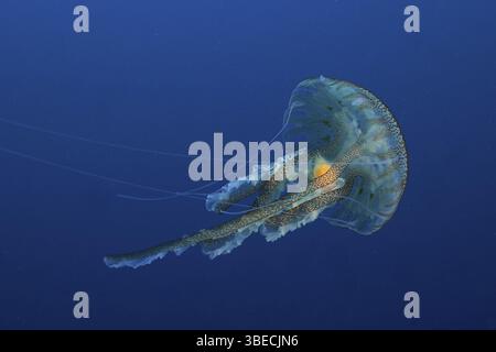 Méduses lumineuses (Pelagia noctiluca) Banque D'Images