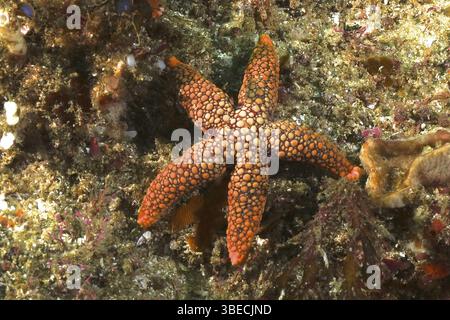 Étoiles de mer à pois rouges (Ferdina mena) Banque D'Images