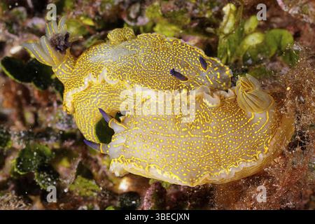 Escargot étoilé jaune-violet (Felimare Picta Hypselodoris picta) Banque D'Images