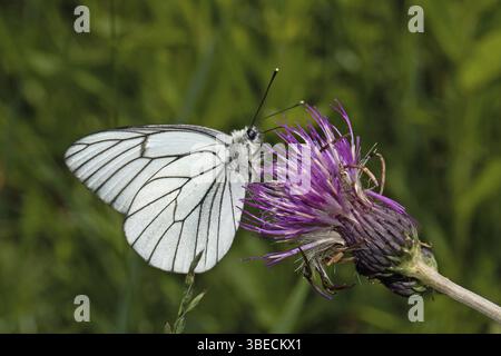 Arbre papillon blanc (Aporia crataegi) Banque D'Images