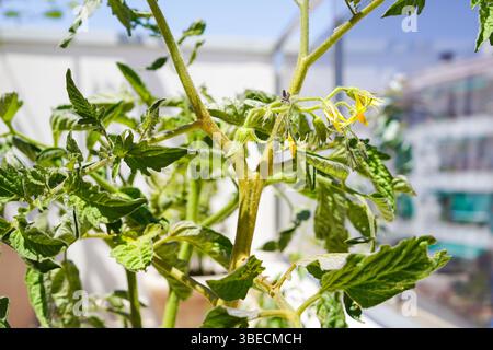 Cultiver des tomates dans le potager de la maison sur la terrasse Banque D'Images