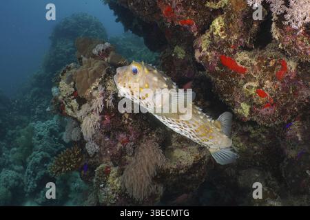 Roussette à taches jaunes (Cyclichthys spilostylus) Banque D'Images
