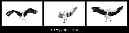 Un triptyque d'une cigogne blanche en vol, capturée par derrière avec les ailes complètement déployées, soulignant ses plumes noires et blanches contre un dos propre Banque D'Images