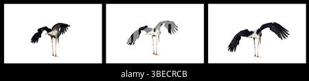 Triptyque d'une cigogne blanche déployant ses ailes en trois étapes, mettant en évidence son envergure, sa posture et ses détails de plume sur un fond blanc. Banque D'Images