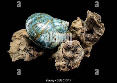 Une coquille de nautilus turquoise vibrante avec des motifs tourbillonnants bruns et blancs, affichée sur du bois flotté rustique sur un fond noir, mettant en valeur sa Banque D'Images