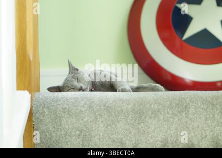 Chat dormant dans les escaliers Banque D'Images