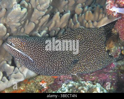 Moray à bouche blanche (Gymnothorax meleagris) Banque D'Images
