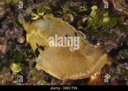 Escargot étoilé jaune-violet (Felimare Picta) Banque D'Images