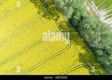Motif abstrait de Brassica napus en fleurs vu d'en haut, vue aérienne d'un drone. Contexte de concept agricole Banque D'Images
