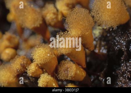 Plumeau jaune pseudo-capillaire (Hemitrichia clavata) Banque D'Images