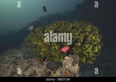 Arbre vert corail (Tubastrea micranthus) Banque D'Images