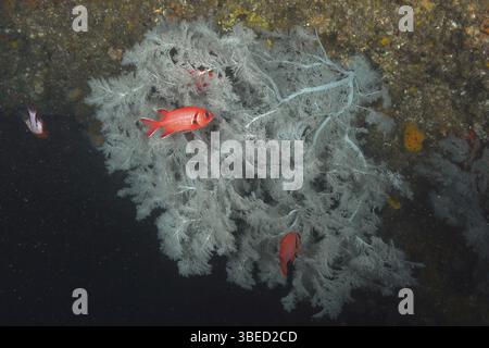 Arbre de Noël corail (Antipathes dendrochristos) Banque D'Images