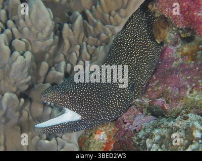 Moray à bouche blanche (Gymnothorax meleagris) Banque D'Images
