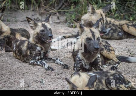 Un pack de chiens sauvages africains pondus dans le sable dans la réserve de Sabi Sand, Afrique du Sud, Afrique Banque D'Images