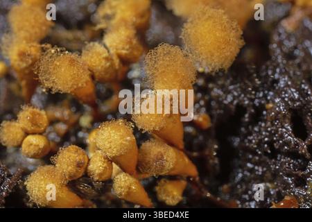 Plumeau jaune pseudo-capillaire (Hemitrichia clavata) Banque D'Images
