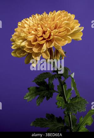 Gros plan d'une fleur de chrysanthème jaune doré éclatante recouverte de gouttelettes de rosée fraîche sur fond violet, Odessa, Ukraine, Europe Banque D'Images