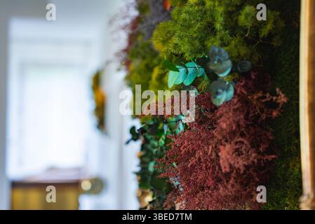 Jardin vertical intérieur avec mousse, eucalyptus et feuillage rougeâtre Banque D'Images