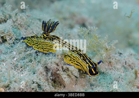 Escargot étoilé jaune-violet (Felimare Picta) Banque D'Images