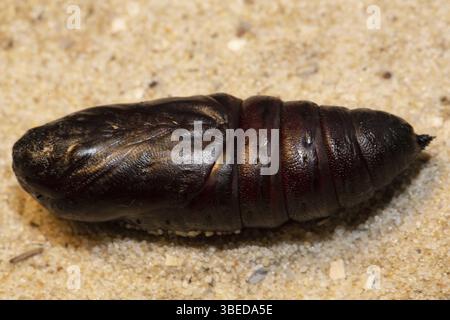 Papillons paon (Smerinthus ocellata) Banque D'Images