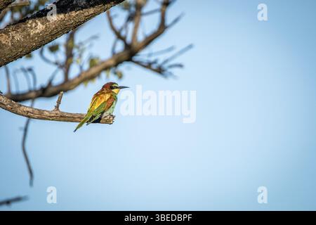 Petit mangeur d'abeilles assis sur une branche dans le parc national Kruger, Afrique du Sud, Afrique Banque D'Images