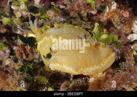 Escargot étoilé jaune-violet (Felimare Picta Hypselodoris picta) Banque D'Images