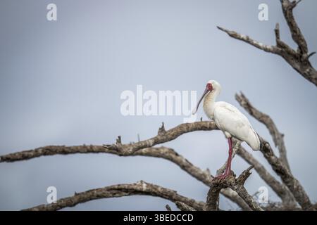 Cuillère africaine sur une branche dans le parc national Kruger, Afrique du Sud, Afrique Banque D'Images
