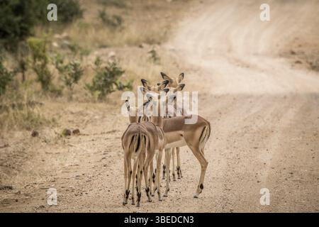 Groupe d'Impalas femelles vedette par derrière au milieu de la route dans le parc national Kruger, Afrique du Sud, Afrique Banque D'Images