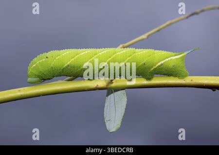 Papillons paon (Smerinthus ocellata) Banque D'Images