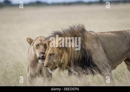 Couple de Lions dans l'herbe haute dans le Khalahari central, Botswana, Afrique Banque D'Images