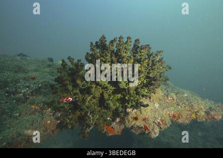 Arbre vert corail (Tubastrea micranthus) Banque D'Images