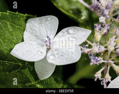 Belle lanarth hortensia blanche Blooming isolée sur fond noir. Gros plan de tête de fleur, Odessa, Ukraine, Europe Banque D'Images